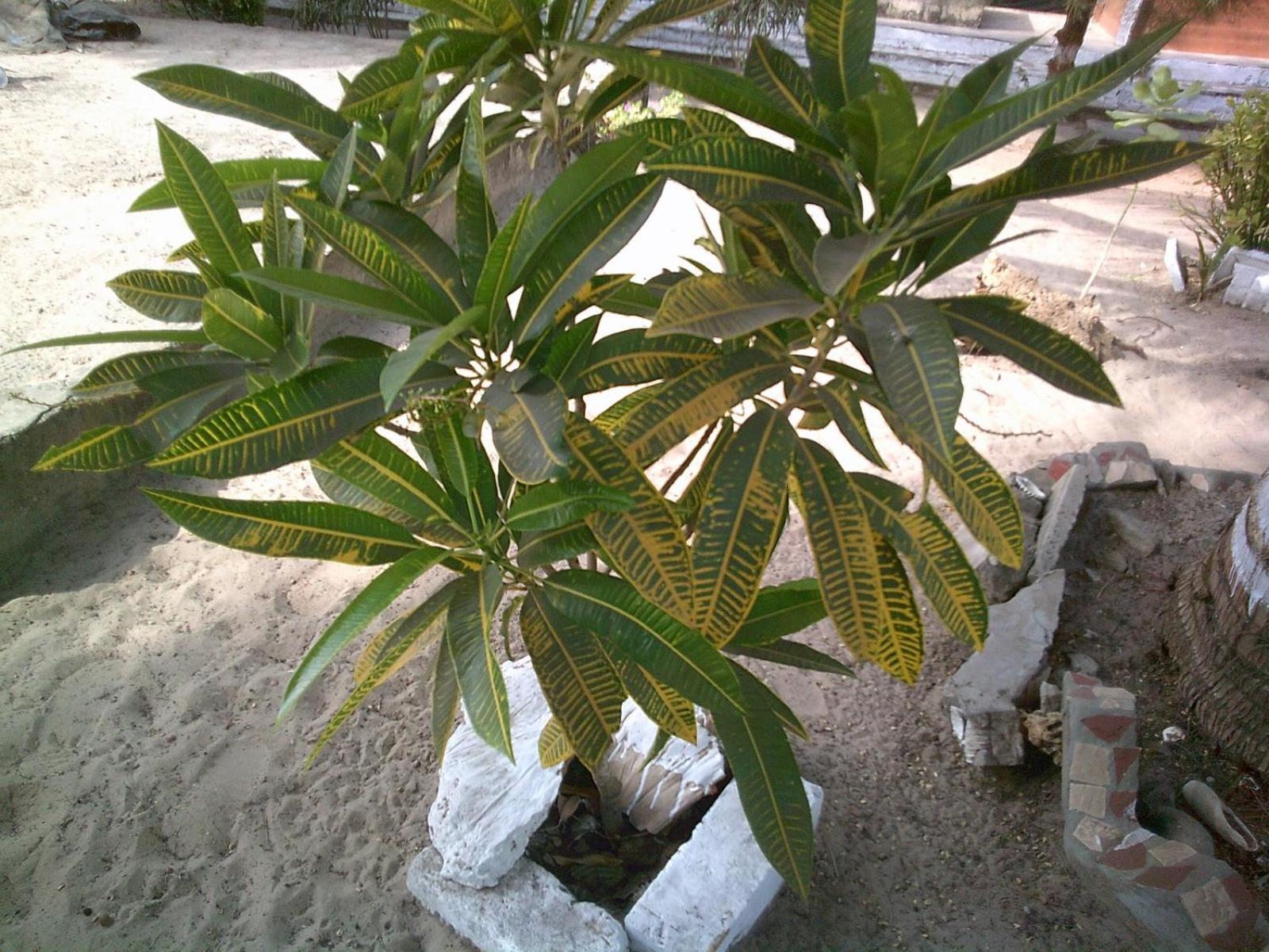 Mangrove Beach Sanyang Exteriör bild