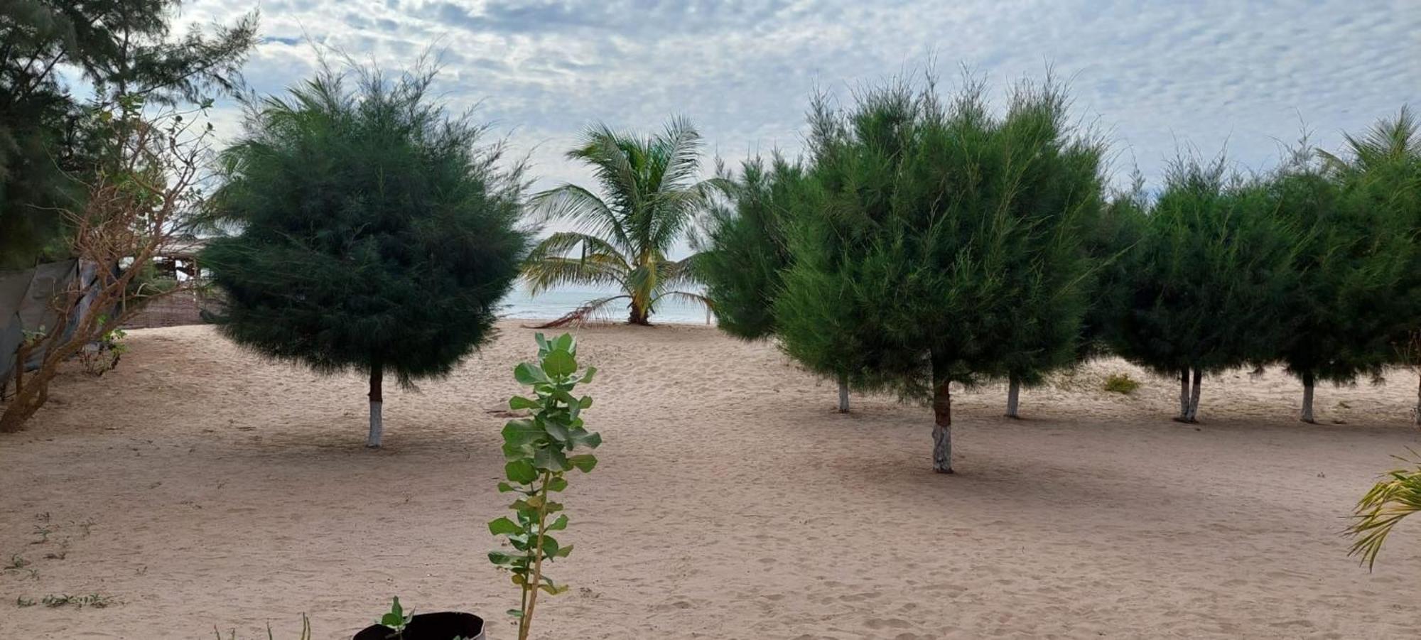 Mangrove Beach Sanyang Exteriör bild