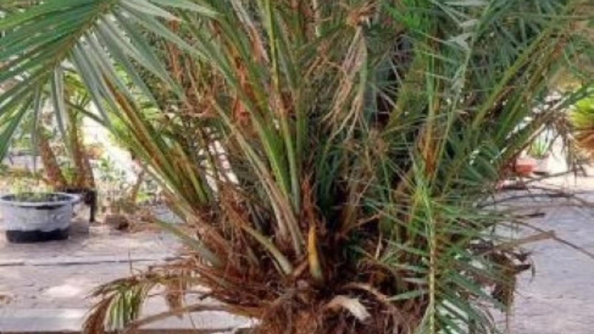 Mangrove Beach Sanyang Exteriör bild
